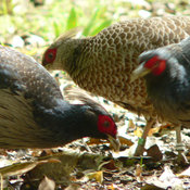 Kalij Pheasant